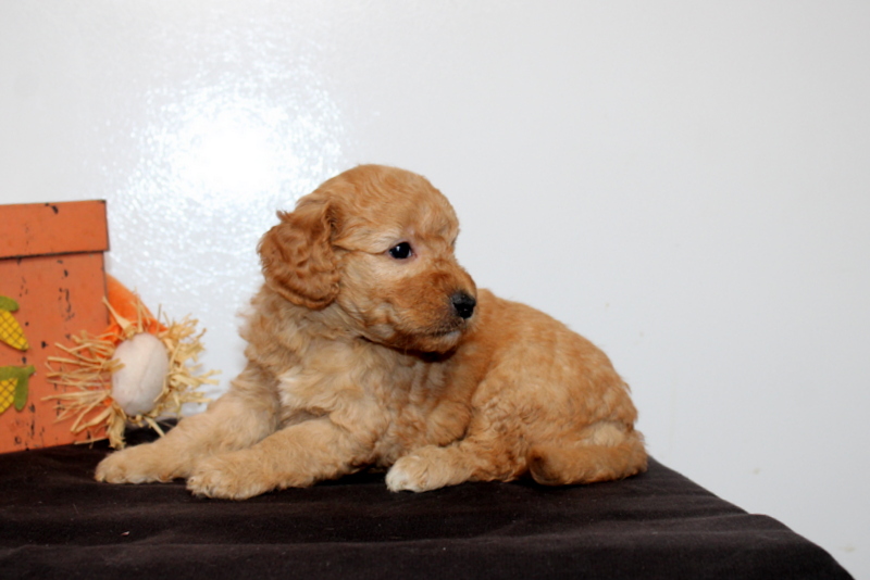 puppy, for, sale, Mini Goldendoodle F2B, Matthew B. Stoltzfus, dog, breeder, Gap, PA, dog-breeder, puppy-for-sale, forsale, nearby, find, puppyfind, locator, puppylocator, aca